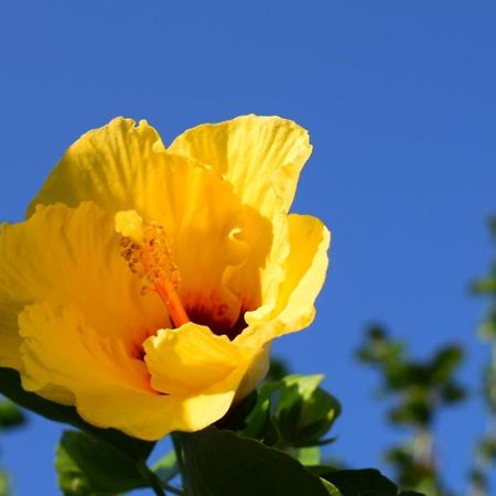 הוילה קוזומל C1 Costa Del Sol מראה חיצוני תמונה